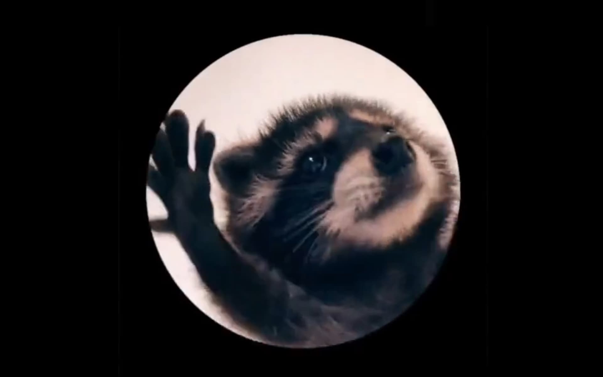Pedro Raccoon