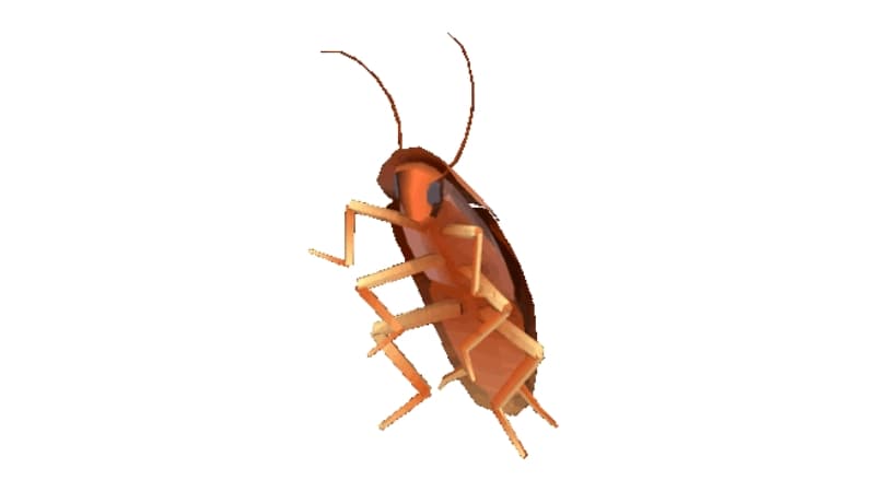 Dancing Cockroach