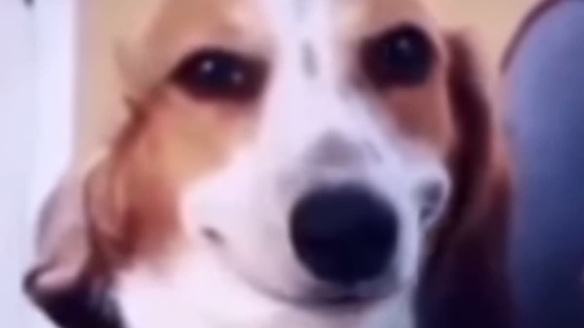 Sus Dog
