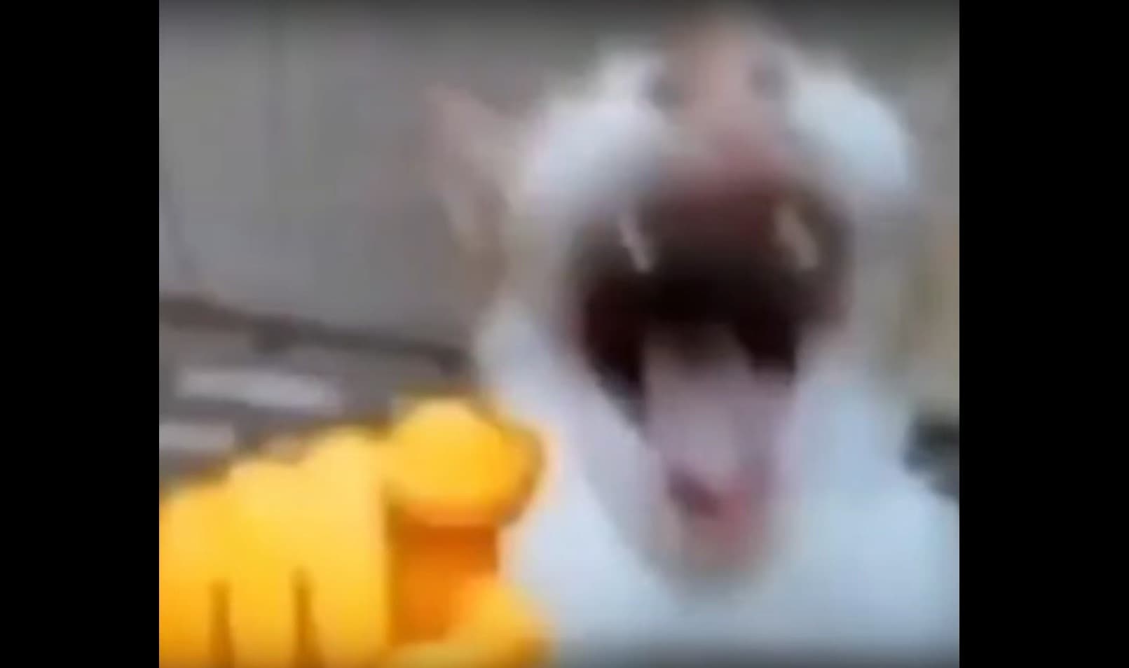 Cat Pointing and Laughing