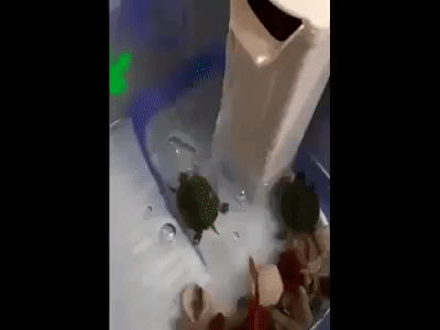 Turtle Spinning on Bar